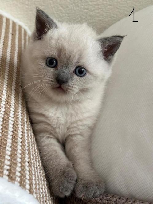 British Shorthair kitten zoekt een goed thuis, Dieren en Toebehoren, Katten en Kittens | Raskatten | Korthaar, Poes, 0 tot 2 jaar