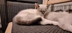 Lynxpoint Siamese kitten bij t volgend nestje reserveren?, Dieren en Toebehoren, Meerdere dieren