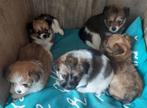 3-kleur boomer pups, wonen in huis, verharen niet/nauwelijks, 8 tot 15 weken, CDV (hondenziekte), Meerdere, Meerdere dieren