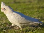 Gezocht: Naaktoog kaketoe pop., Dieren en Toebehoren, Vrouwelijk, Papegaai