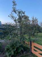 Jonge Appelboom, Tuin en Terras, Overige soorten, Lente, 100 tot 250 cm, Ophalen