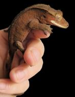 Wimpergekko, crested gecko, Correlophus ciliatus, Dieren en Toebehoren, Reptielen en Amfibieën, 0 tot 2 jaar, Tam, Hagedis