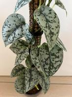 Scindapsus Silver Lady, Huis en Inrichting, Kamerplanten, Overige soorten, Minder dan 100 cm, Ophalen of Verzenden, Halfschaduw