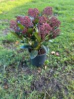 Skimmia japonica Rubella - 30 stuks, Vaste plant, Halfschaduw, Herfst, Ophalen