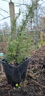 Rozemarijn in pot €4,50, Tuin en Terras, Planten | Struiken en Hagen, Ophalen, Overige soorten, Minder dan 100 cm