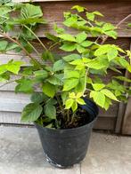 Bio Doornloze Braam, Tuin en Terras, Ophalen, Minder dan 100 cm, Overige soorten