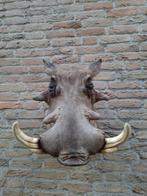 Opgezette kop wrattenzwijn taxidermy afrika schedel gewei, Verzamelen, Ophalen, Wild dier, Gewei of Kop