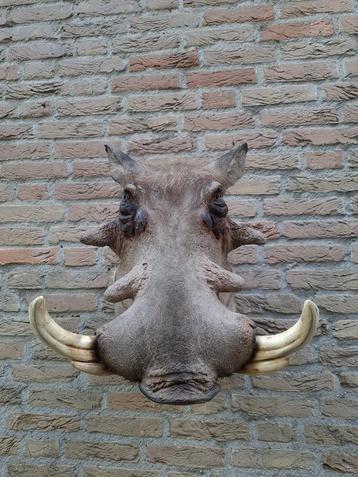 Opgezette kop wrattenzwijn taxidermy afrika schedel gewei beschikbaar voor biedingen