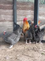 Drie jonge hennen en haan - koekoek, Dieren en Toebehoren, Pluimvee, Meerdere dieren, Kip