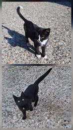 Boerderij kittens, Dieren en Toebehoren, Katten en Kittens | Overige Katten, Meerdere dieren, Kortharig, 0 tot 2 jaar