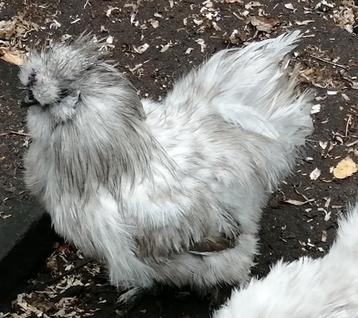 Gezocht grijze zijdehoen kriel haan met baard beschikbaar voor biedingen