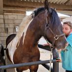 Tinker merrie te koop, Dieren en Toebehoren, Ophalen, Zo goed als nieuw