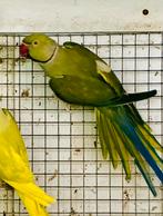 Diverse Halsbandparkieten, Dieren en Toebehoren, Vogels | Parkieten en Papegaaien, Meerdere dieren, Parkiet, Geringd