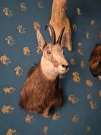 Opgezet, taxidermie, prachtige Gemsbok, shoulder mount., Verzamelen, Dierenverzamelingen, Ophalen of Verzenden, Zo goed als nieuw