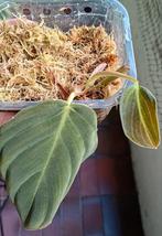 Philodendron gigas, Huis en Inrichting, Kamerplanten, Overige soorten, Minder dan 100 cm, Groene kamerplant, Halfschaduw