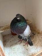 Roeks doffer gaditano, Dieren en Toebehoren, Vogels | Duiven, Mannelijk