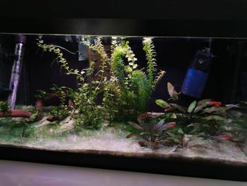 Aquarium 60cm