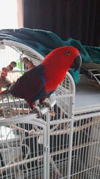 edelpapegaai pop met kooi te koop, Dieren en Toebehoren, Vrouwelijk, Papegaai, Pratend