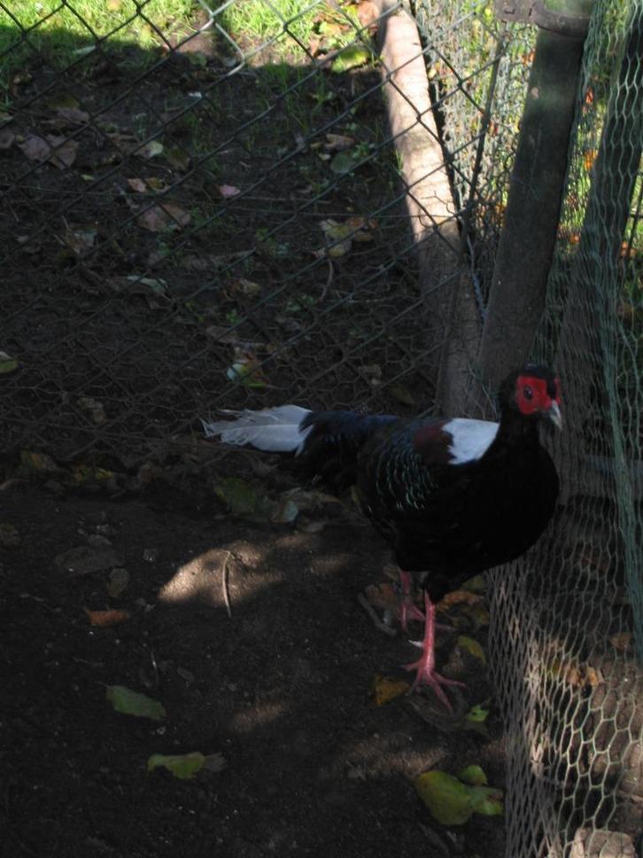 Fazanten, Dieren en Toebehoren, Pluimvee, Overige soorten, Meerdere dieren
