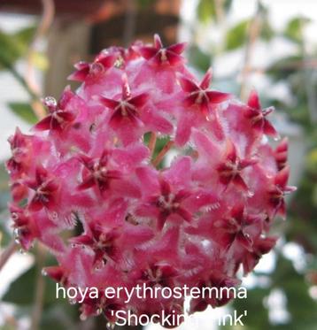 Hoya erythrostemma ' Shocking Pink ' beschikbaar voor biedingen