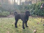 Bouvier dekreu, Dieren en Toebehoren, Eén hond, 3 tot 5 jaar, Nederland, Particulier