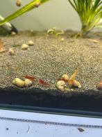 Bloody mary garnalen uitgeselecteerd 15 stuks, Dieren en Toebehoren, Vissen | Aquariumvissen, Kreeft, Krab of Garnaal, Zoetwatervis