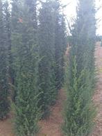 Taxus, Taxus, Ophalen, 100 tot 250 cm