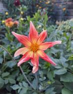 Dahlia knollen, Tuin en Terras, Bloembollen en Zaden, Verzenden, Voorjaar, Volle zon, Knol