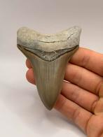 Haaientand Megalodon 10.2 centimeter, Ophalen of Verzenden, Fossiel