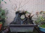 bonsai starter Haagbeuk, flinke plant!!, Tuin en Terras, Planten | Bomen, In pot, Minder dan 100 cm, Overige soorten, Volle zon