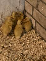 Jonge loopeendjes, Dieren en Toebehoren, Pluimvee, Meerdere dieren, Eend
