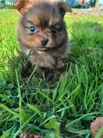Pomchi pups, pomeriaan/dwergkees/chihuahua puppy, Dieren en Toebehoren, Honden | Chihuahua's en Gezelschapshonden, Overige rassen
