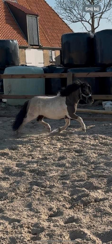 TER DEKKING super mooie zwart-bonte hengst, Dieren en Toebehoren, Paarden en Pony's | Overige Paardenspullen, Zo goed als nieuw