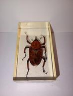 insect in epoxy hars 20, Ophalen of Verzenden, Nieuw, Insect, Beeldje of Figuurtje