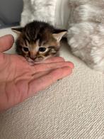 Kittens zoeken een warm huisje., Dieren en Toebehoren, Katten en Kittens | Overige Katten, Meerdere dieren