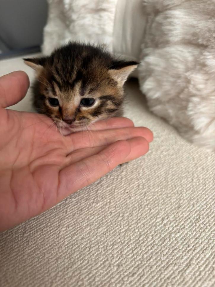 Kittens zoeken een warm huisje., Dieren en Toebehoren, Katten en Kittens | Overige Katten, Meerdere dieren