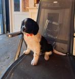 Te koop 2 friese stabij pups, Dieren en Toebehoren, Rabiës (hondsdolheid), Overige rassen, 8 tot 15 weken, Meerdere