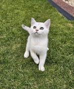 3 Britse korthaar kittens - Vrouwtjes, Dieren en Toebehoren, Katten en Kittens | Raskatten | Korthaar, Poes