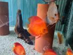 Albino Red Melon Discus, Symphysodon Discus, Dieren en Toebehoren, Vissen | Aquariumvissen, Vis, Zoetwatervis