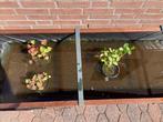 Vijverplanten, Tuin en Terras, Vijvers, Ophalen, Nieuw