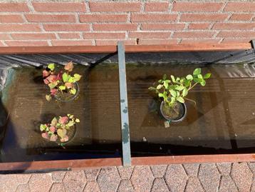 Vijverplanten beschikbaar voor biedingen