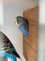 Baby grasparkietjes parkiet jonge parkieten, Dieren en Toebehoren, Meerdere dieren, Parkiet