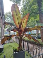 Ensete Maurelli - Rode Banaan, ca. 3m!, Ophalen of Verzenden