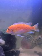 Oranje cichlide, Vis