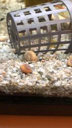 Torenslakjes, Dieren en Toebehoren, Vissen | Aquariumvissen, Vis
