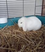 Nhd Nederlandse hangoordwerg wit blauwoog ram  mrt 2025, Dieren en Toebehoren, Konijnen