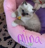 Ragdoll kittens met stamboom, Gechipt, 0 tot 2 jaar