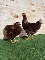Legkippen, leghennen, lohman brown kippen, Dieren en Toebehoren, Pluimvee, Vrouwelijk, Kip
