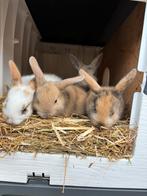 Jonge konijntjes, Dieren en Toebehoren, Konijnen, Mannelijk, Middelgroot, 0 tot 2 jaar