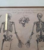 Antieke prent Edward Royce anatomie skelet, Antiek en Kunst, Ophalen of Verzenden